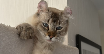 jeanne  pet sitter à ST MANDE 94160_3