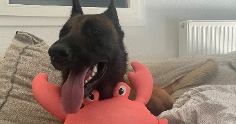 aude pet sitter à L'union 31240_0