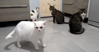 julie pet sitter à LE PLESSIS BRION 60150_1