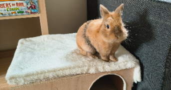 marine pet sitter à ST SEBASTIEN DE MORSENT 27180_3