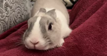 naouale pet sitter à NIMES 30000