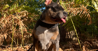 paloma pet sitter à VAL DE REUIL 27100_2