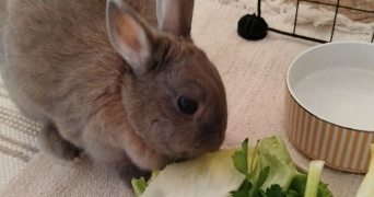 méline pet sitter à METZ 57000_1