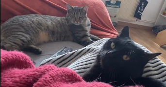 lou-anne pet sitter à MONT ST AIGNAN 76130_7