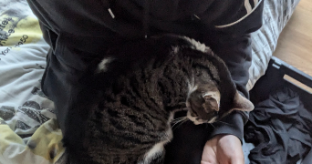 arthur cat sitter à AUBAGNE 13400_1