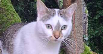 virginie pet sitter à Saint-Cyr l'école 78210_4