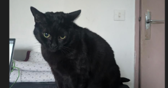 andréa pet sitter à PARIS 18 75018_1