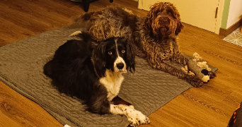 camille pet sitter à Châteauroux 36000_4