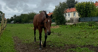 julie pet sitter à SEIGNELAY 89250_1