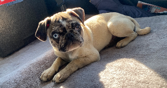 rosella pet sitter à LE PRADET 83220_1