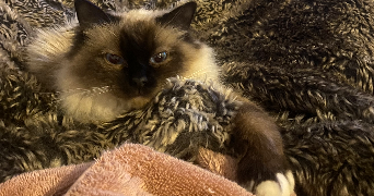 morgane pet sitter à PERIGUEUX 24000_2