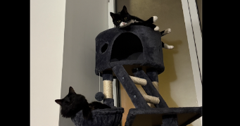 clémence pet sitter à ST ETIENNE 42000_1