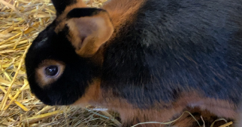 amandine pet sitter à ROYAT 63130_4