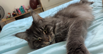 océane pet sitter à OLORON STE MARIE 64400_2