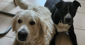 cécile pet sitter à STEENVOORDE 59114_7