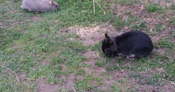 celine pet sitter à Saint-Genis-les-Ollières 69160_1