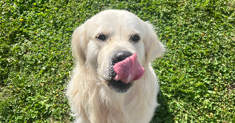 erine pet sitter à FROUARD 54390_2