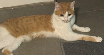 valentine pet sitter à ST LEGER LA MONTAGNE 87340_7