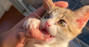 naia pet sitter à BAYONNE 64100_1