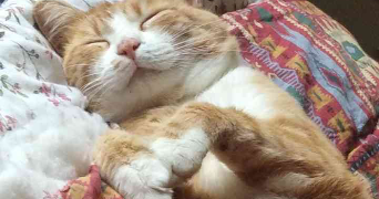 barbara pet sitter à Neuville-sur-Saône 69250_1