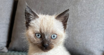 marie pet sitter à CASTILLON D ARTHEZ 64370_4