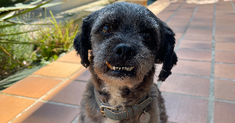 nell pet sitter à Villiers-sur-Morins 77580_2