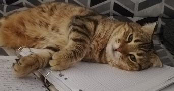 morgane pet sitter à QUIMPER 29000_3