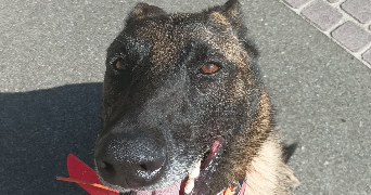 pauline pet sitter à FROUZINS 31270_1