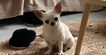 mélissa pet sitter à GARDANNE 13120_2