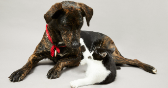 sahrah pet sitter à MONTFERMEIL 93370_3