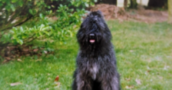 hélène pet sitter à LUDRES 54710_7