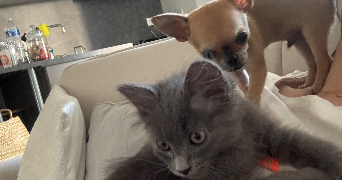 béryl pet sitter à TOULOUSE 31100_2