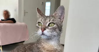 rym pet sitter à MONTIGNY LES CORMEILLES 95370