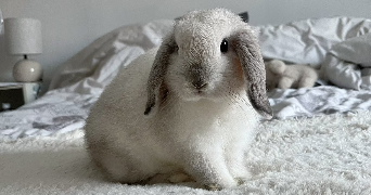 marianne pet sitter à MOLLANS SUR OUVEZE 26170_1