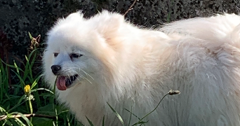 carla pet sitter à ST BONNET EN BRESSE 71310_1