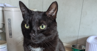 gwendoline pet sitter à COUDEKERQUE BRANCHE 59210_6
