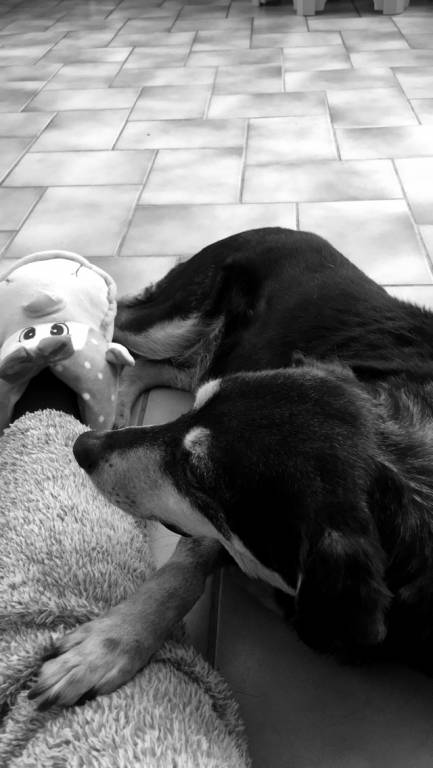 ines pet sitter à Guyancourt 78280_1