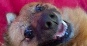 marylou pet sitter à NANCY 54000_7