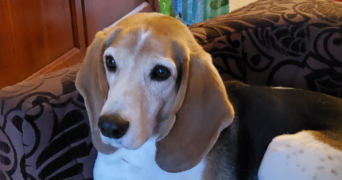 jean pierre pet sitter à PIBRAC 31820_21