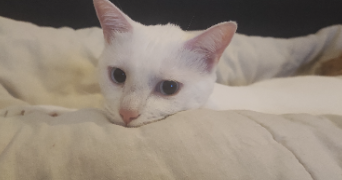 elodie pet sitter à VILLENEUVE SUR YONNE 89500_0