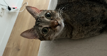 sabrina pet sitter à BORDEAUX 33300_2