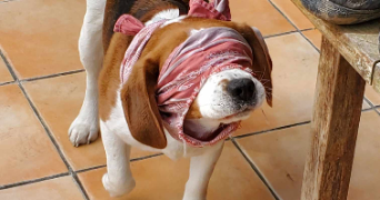 baptiste pet sitter à WILLEMS 59780_1