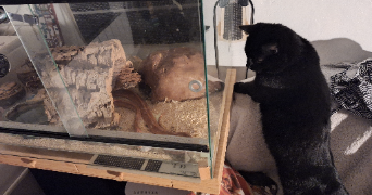 julia pet sitter à ANTONY 92160_3