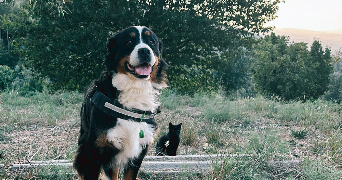 vera pet sitter à BOIS D ARCY 78390_7