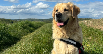 lena pet sitter à MAUREPAS 78310_4