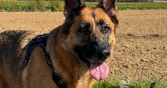 lou pet sitter à AMIENS 80080_2