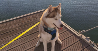 oriane pet sitter à VINCENNES 94300_2