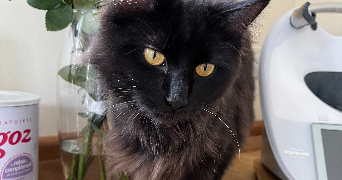 léonie pet sitter à RIEUX 60870_3