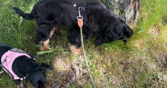 laura dog sitter à BOSMIE L AIGUILLE 87110_5