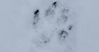 adeline pet sitter à AIX VILLEMAUR PALIS 10190_0